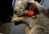 deaf heeler puppy for sale