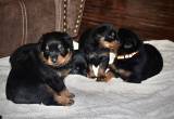 Rottweiler Puppies need a home