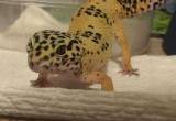 Female Leopard Gecko & Habitat