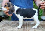 AKC Registered female beagle