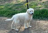 Female Great Pyrenees Puppies