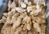 3 wk old Buff Orpington chicks for sale
