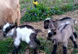 ADGA Registered Nigerian Dwarf Goats