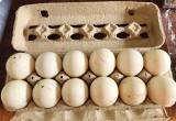 fertilized duck eggs