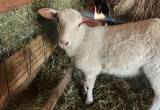 ram lambs and one ewe