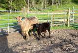 First Calf Heifer Pair