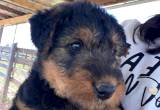 AKC Registered Airedale Puppies
