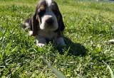 female basset hound puppy