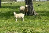 hair sheep lambs