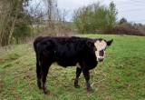 Black Angus/ Black Baldy Heifer and Steer