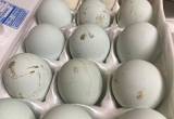 Opal Legbar hatching eggs!