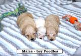 Fluffy Toy Poodles