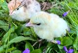 Heritage Turkey Chicks 🦃❤️🍀