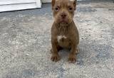 american bully exotic puppys