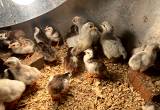 guinea keets & chicks