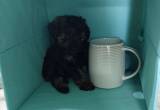 female AKC Toy Poodle puppies! 1 sold