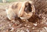 Pedigreed French Lop Bunny