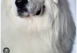 female great pyrenees puppy