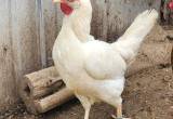 white hens for sale