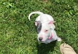 Sweet Pitbull with paper!