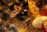 barnyard mix chicks
