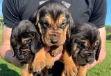 bloodhound puppies for sale!