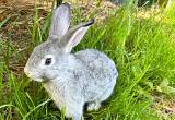 Rabbits/ Bunnies