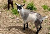 Nigerian Dwarf goat herd of 7