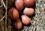 Chicken Hatching eggs, multiple breeds
❤