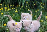 FREE kittens!