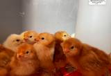 Rhode Island Red Chicks