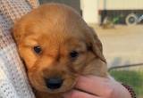 Golden Retriever Puppies for sale!