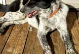 Border Collie/ Blue Heeler dog