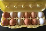 Free range chicken eggs