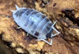 Dairy Cow Isopods (Roly-poly)