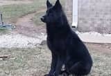 Akc German Shepherd