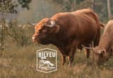 AHCA Registered Highland Bull