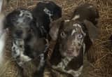 NALC Catahoula Leopard Pups