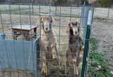 Boer/ Kiko Cross Billys Goats (Twins)