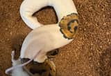 Orange dream pied ball python