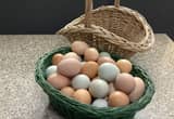 Fresh Pastured Farm Eggs
