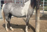 Blue Roan Registered TWH