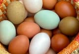 Fertile rainbow mix hatching eggs