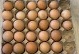 Fertilized Jersey Giant
eggs/ SALE🥚🥚