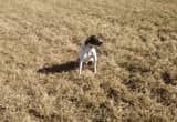 FREE - - Young English Pointer Male