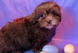 Shihpoo female puppies
