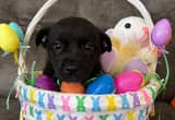 lab mix puppies