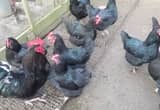 4 laying hens