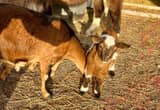 Fainting Goats 2 Bucklings