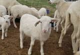 St. Croix Pedigreed Ram Lambs